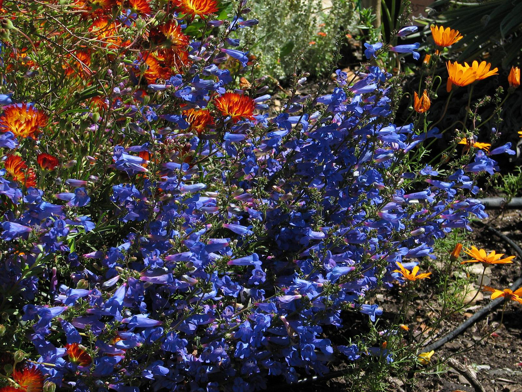 Penstemon isophyllus